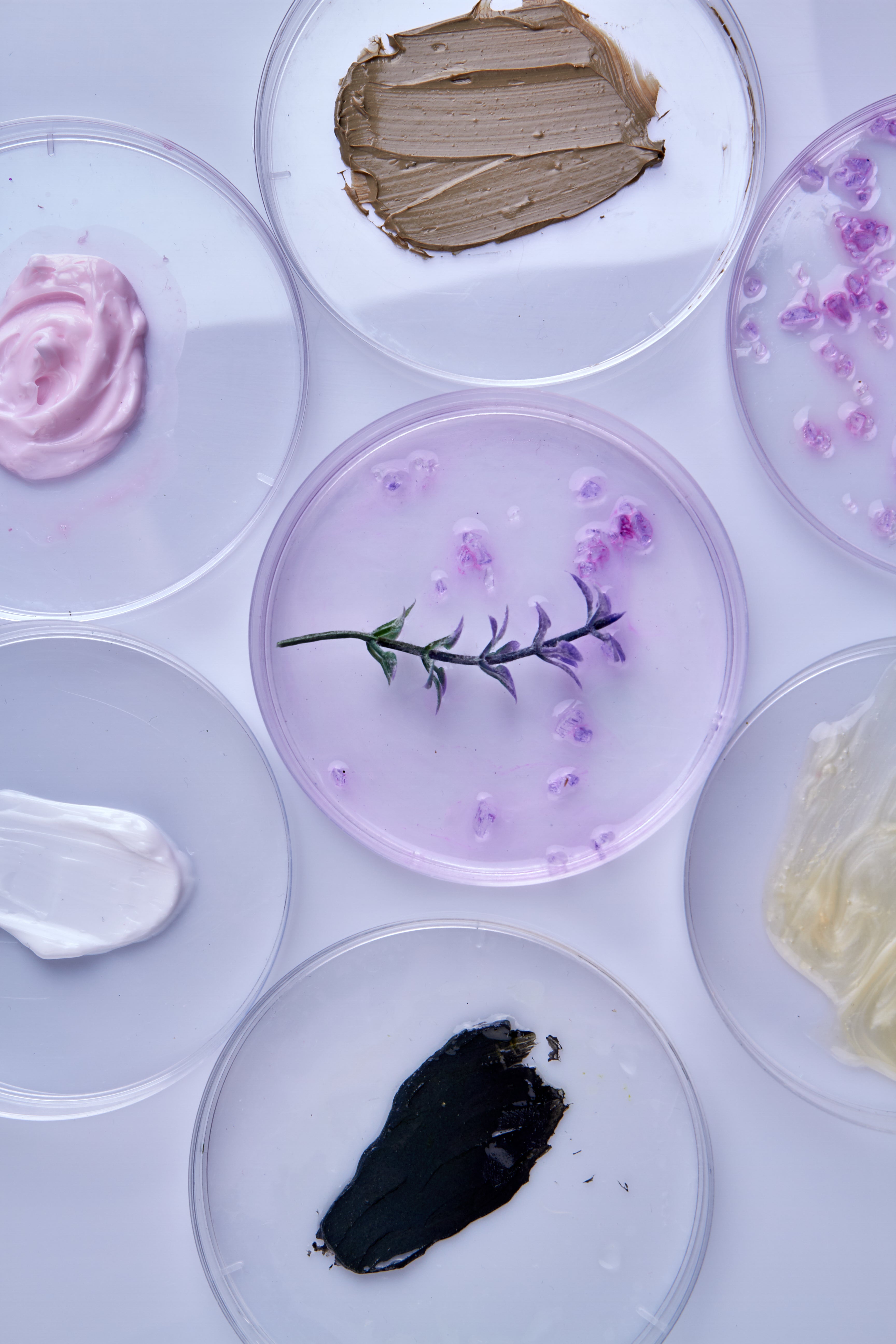 Top view of green herb in a purple petri dish surrounded by other dishes containing various cream samples